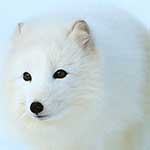 100 pics A Is For answers Arctic Fox