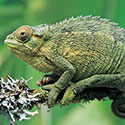 100 pics Animal Planet answers Chameleon