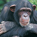 100 pics Animal Planet answers Chimpanzee