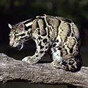 100 pics Animal Planet answers Clouded Leopard
