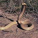 100 pics Animal Planet answers Cobra