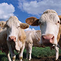 100 pics Animal Planet answers Cow