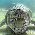100 pics Animal Planet answers Crocodile