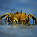 100 pics Animal Planet answers Crab