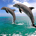100 pics Animal Planet answers Dolphin