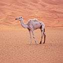 100 pics Animal Planet answers Camel