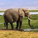 100 pics Animal Planet answers Elephant