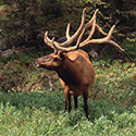 100 pics Animal Planet answers Elk