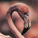 100 pics Animal Planet answers Flamingo
