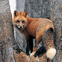 100 pics Animal Planet answers Fox