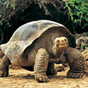 100 pics Animal Planet answers Giant Tortoise