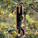 100 pics Animal Planet answers Gibbon