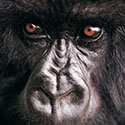 100 pics Animal Planet answers Gorilla