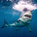 100 pics Animal Planet answers Great White