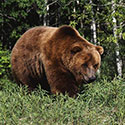 100 pics Animal Planet answers Grizzly Bear