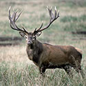 100 pics Animal Planet answers Red Deer