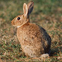 100 pics Animal Planet answers Rabbit