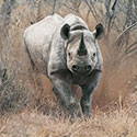 100 pics Animal Planet answers Rhino