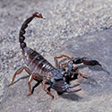 100 pics Animal Planet answers Scorpion