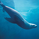 100 pics Animal Planet answers Sea Lion