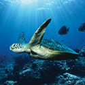 100 pics Animal Planet answers Sea Turtle