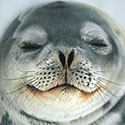 100 pics Animal Planet answers Seal