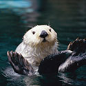 100 pics Animal Planet answers Sea Otter