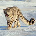 100 pics Animal Planet answers Snow Leopard