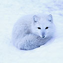 100 pics Animal Planet answers Arctic Fox