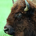 100 pics Animal Planet answers Bison