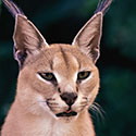 100 pics Animal Planet answers Caracal