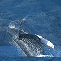 100 pics Animal Planet answers Humpback Whale