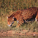 100 pics Animal Planet answers Jaguar