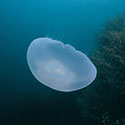 100 pics Animal Planet answers Jellyfish
