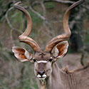 100 pics Animal Planet answers Kudu