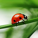 100 pics Animal Planet answers Ladybird