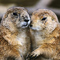 100 pics Animal Planet answers Marmot