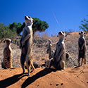 100 pics Animal Planet answers Meerkat