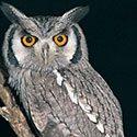 100 pics Animal Planet answers Owl