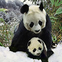 100 pics Animal Planet answers Panda