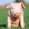 100 pics Animal Planet answers Pig