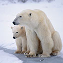 100 pics Animal Planet answers Polar Bear