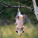 100 pics Animal Planet answers Possum