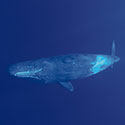 100 pics Animal Planet answers Sperm Whale