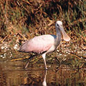 100 pics Animal Planet answers Spoonbill