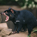 100 pics Animal Planet answers Tasmanian Devil