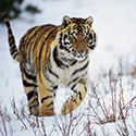 100 pics Animal Planet answers Tiger