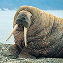 100 pics Animal Planet answers Walrus
