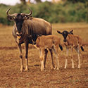 100 pics Animal Planet answers Wildebeest