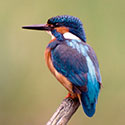 100 pics Animal Planet answers Kingfisher